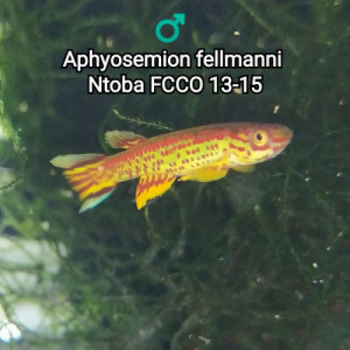 Mâle (s) ♂️ Aphyosemion fellmanni Ntoba FCCO 13-15