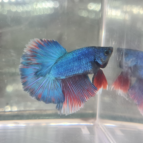 Betta halfmoon tri-band bleu rouge