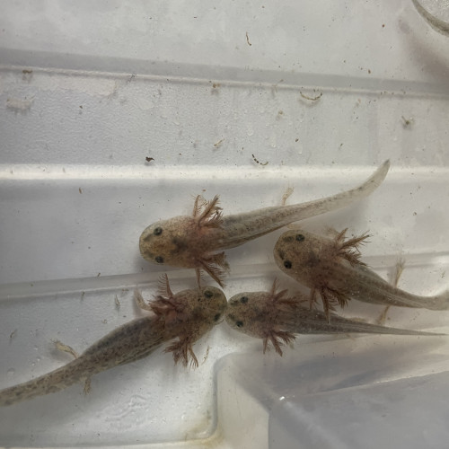 Axolotl