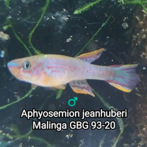 Mâle (s) ♂️ Aphyosemion jeanhuberi Malinga GBG 93-20