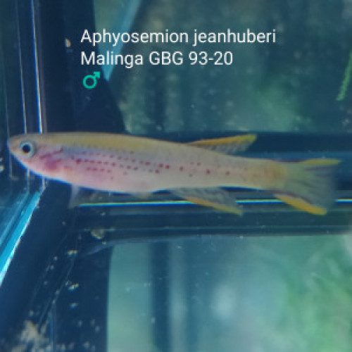 Mâle (s) ♂️ Aphyosemion jeanhuberi Malinga GBG 93-20