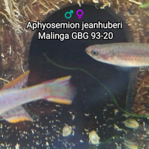 ♀️♂️ Couple (s) Aphyosemion jeanhuberi  Malinga GBG 93-20