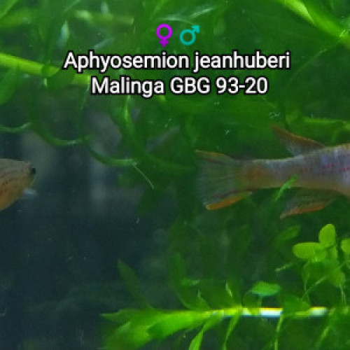 ♀️♂️ Couple (s) Aphyosemion jeanhuberi  Malinga GBG 93-20