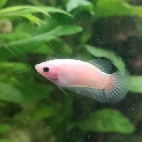 Betta halfmoon cellophane