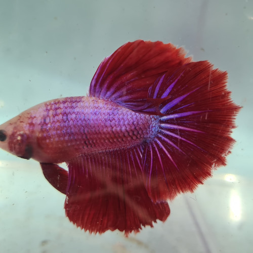 Betta halfmoon tri-band rouge