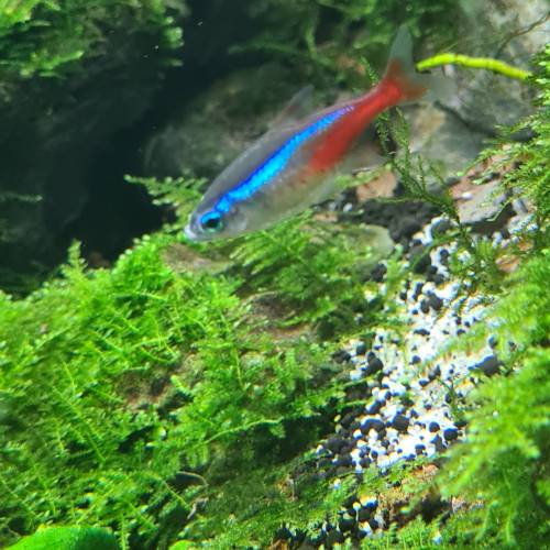 Néon cardinalis (échange)