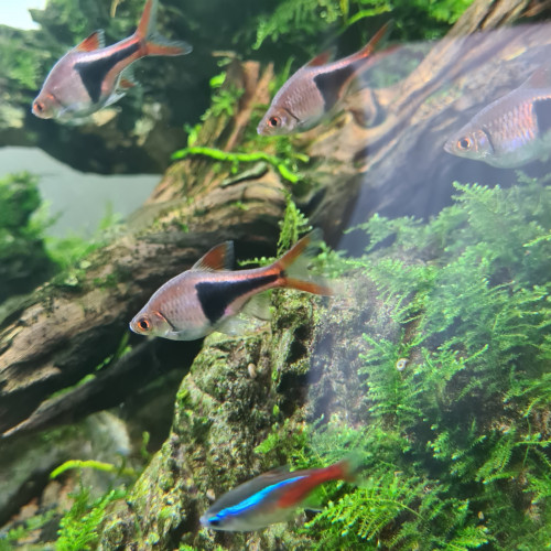 Rasbora arlequin (échange)