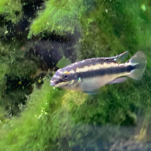 Echange Pelvicachromis Pulcher