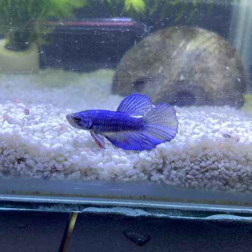 Betta Mâle n°9