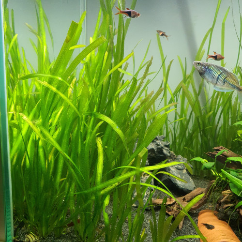 Plante d'aquarium Vallisneria