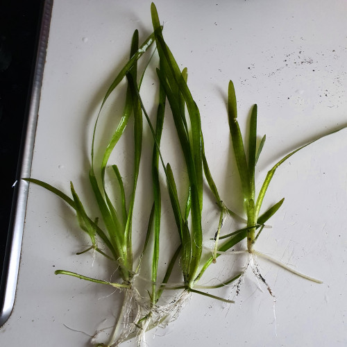 Plante d'aquarium Vallisneria