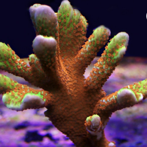 Montipora digitata forest fire