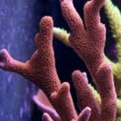 Montipora digitata rouge