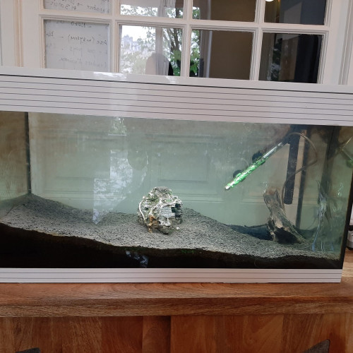 Donne aquarium avec 2 poissons