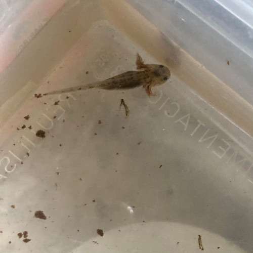 Urgence Bébé axolotl