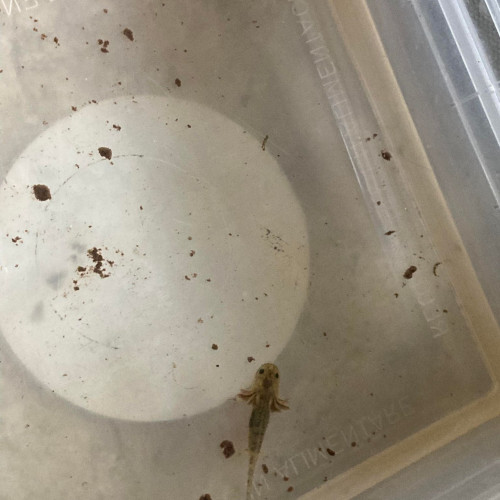 Urgence Bébé axolotl