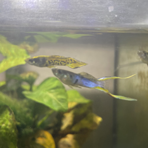 Don 4 guppys mâle et 2 néon bleu + un nettoyeur