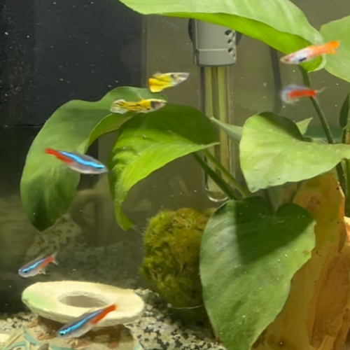 Don 4 guppys mâle et 2 néon bleu + un nettoyeur