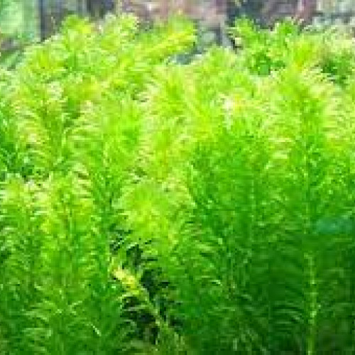 Egeria densa