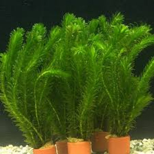 Egeria densa
