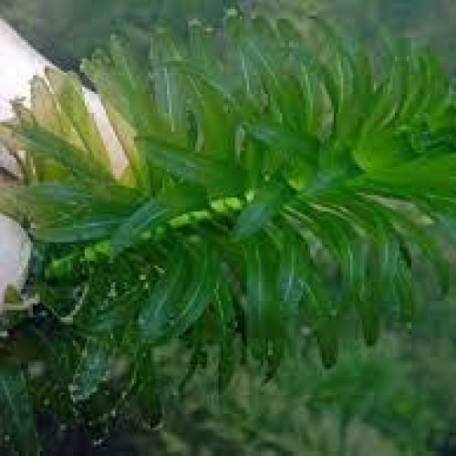 Egeria densa