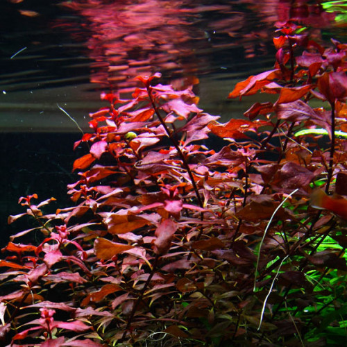 ludwigia palustris red