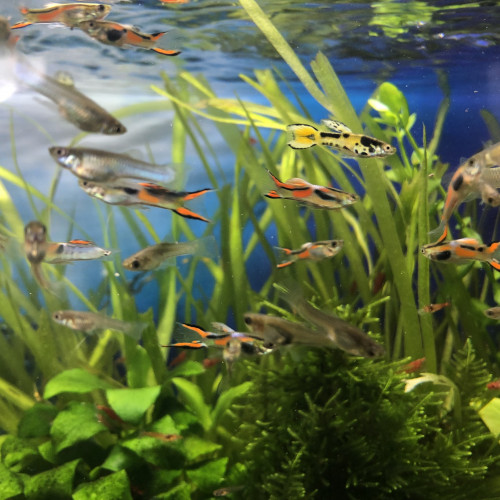 Vente Guppy Endler Mâle Femelle