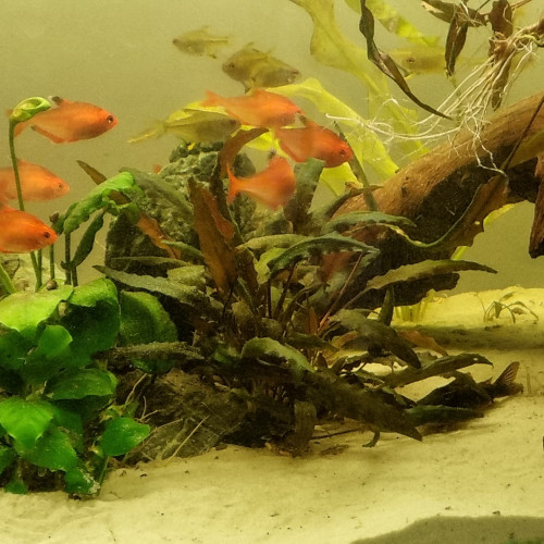 3 pieds de cryptocoryne rouge