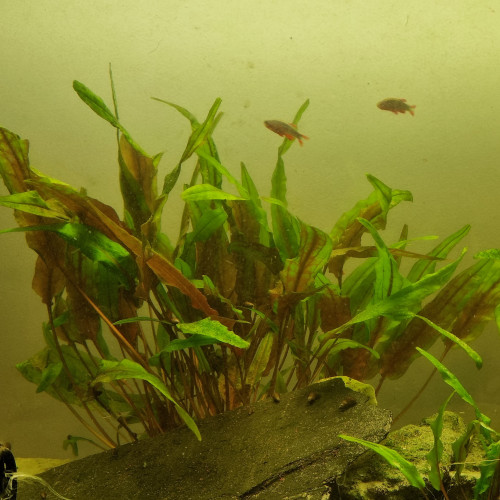 3 pieds de cryptocoryne bicolore