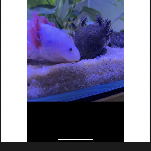 Axolotls