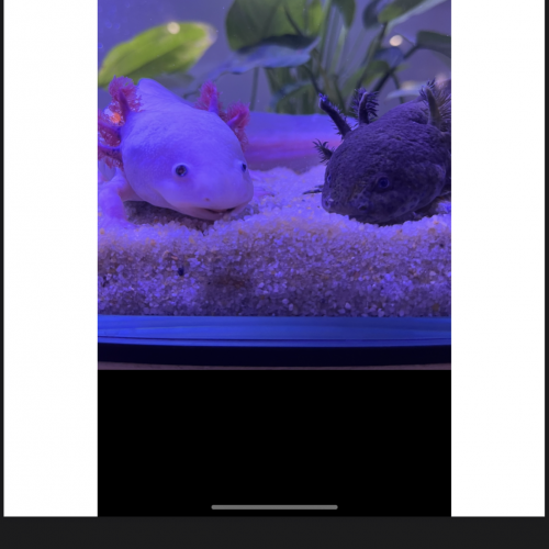 Axolotls