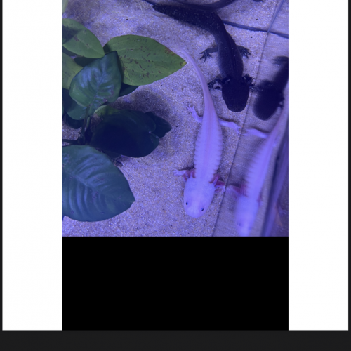 Axolotls