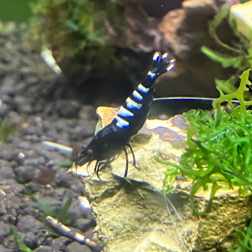 Caridina cantonensis taitibee black gêne fishbone galaxy