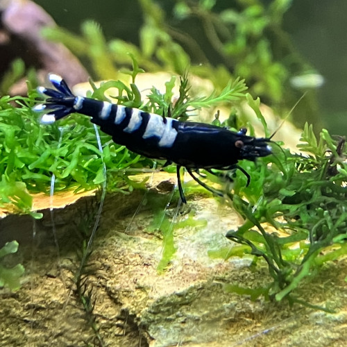 Caridina cantonensis taitibee black gêne fishbone galaxy