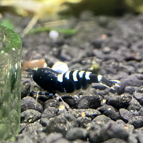 Caridina cantonensis taitibee black gêne fishbone galaxy