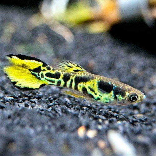 Guppy endler Tiger