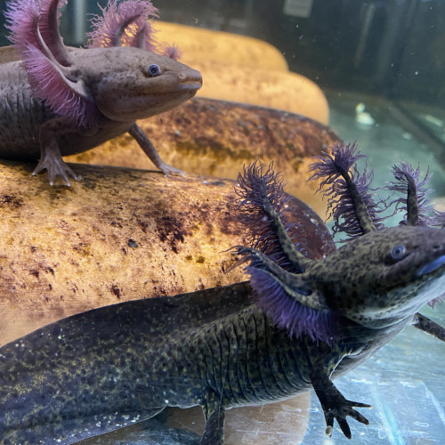 Axolotl