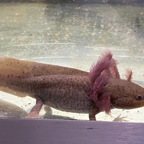 Axolotl