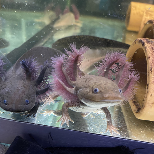 Axolotl