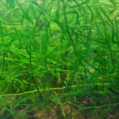 Najas guadalupensis