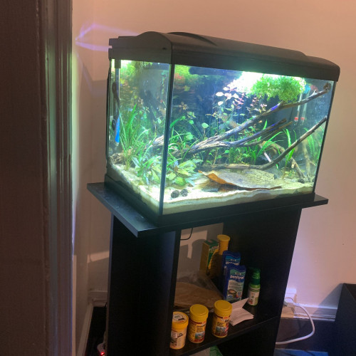 Aquarium 54 litres avec meuble