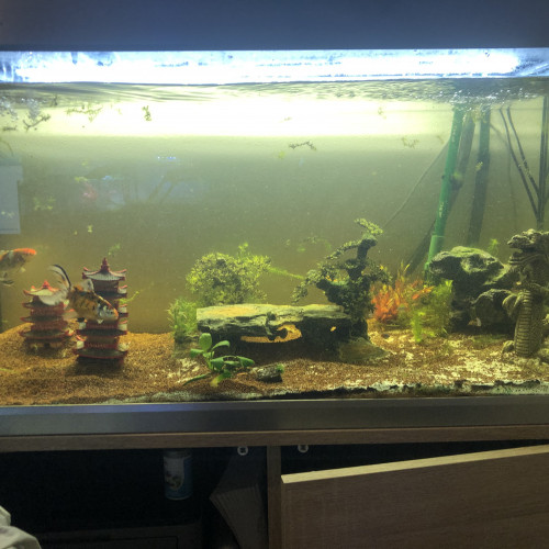 je vend aquarium eheim 240L