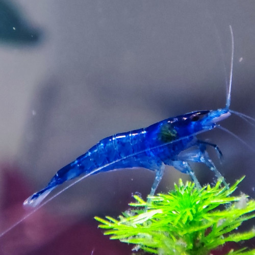 Crevettes blue velvet / blue dream