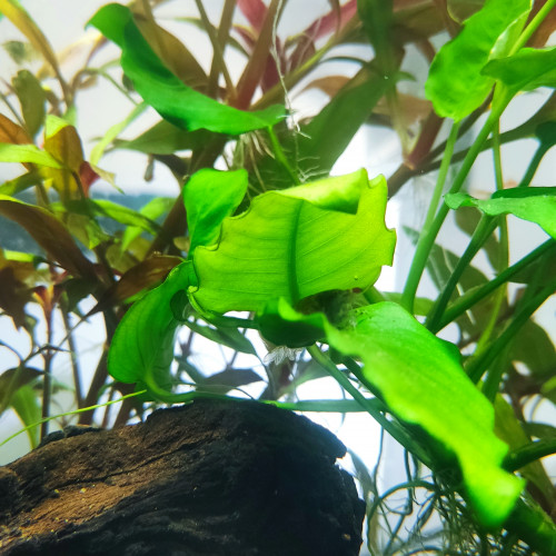 Recherche caridina japonica