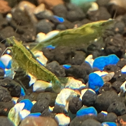 Neocaridina Green jade déclassée