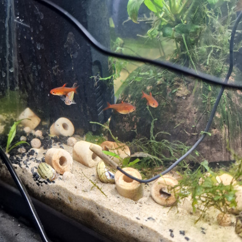 Tetra amande (Hyphessobrycon amandae)