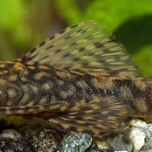 Ancistrus adulte