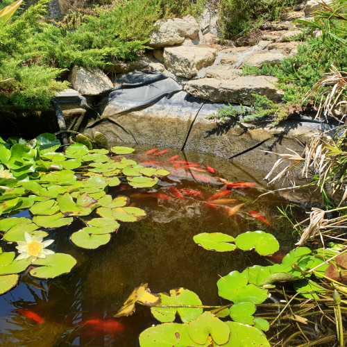 Donne poissons de bassin contre bon soins