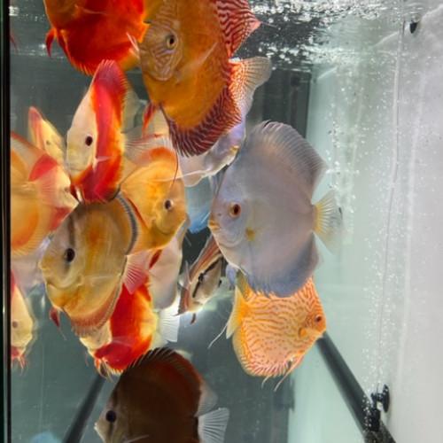 Discus 12 / 14 cm