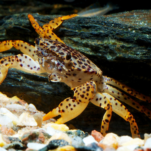 Parathelphusa pantherina, crabe lepoard